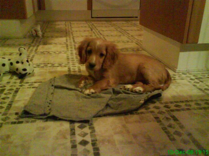 Blanding af racer Malou - Mig som hvalp:) billede 17