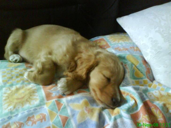 Blanding af racer Malou - Mig som hvalp:) billede 18