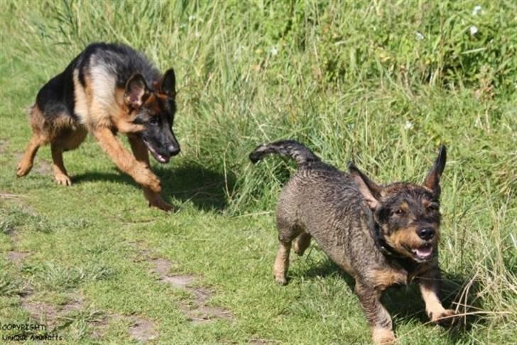 Blanding af racer Anton - Anton jagtes af den anden hund i huset, hvalpen Cosmo billede 10