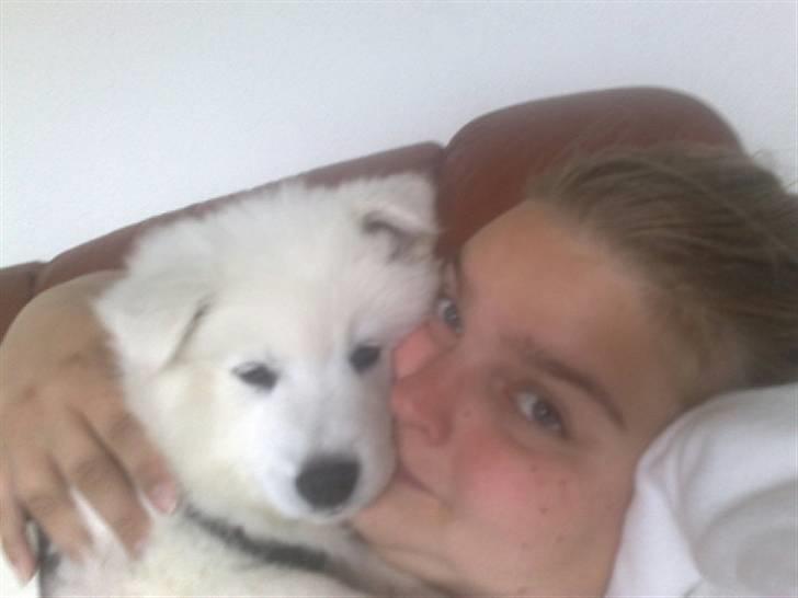 Samojedhund Samson - samson 8 uger billede 11