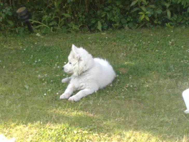 Samojedhund Samson - samson 9 uger billede 12
