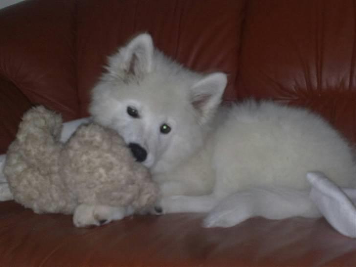 Samojedhund Samson - samson 11uger billede 13