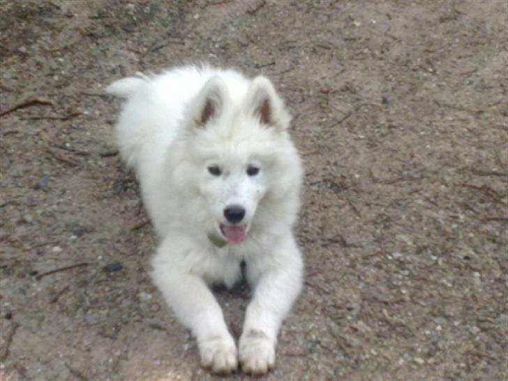 Samojedhund Samson - samson 12uger billede 14