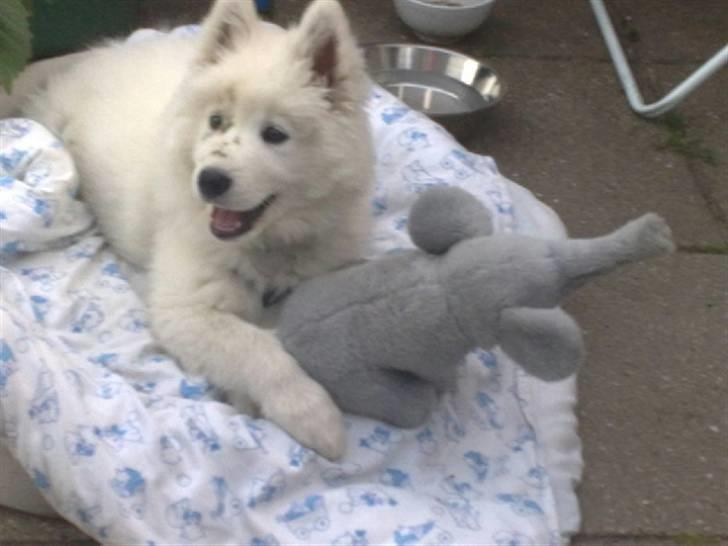 Samojedhund Samson - samson 12 uger billede 15