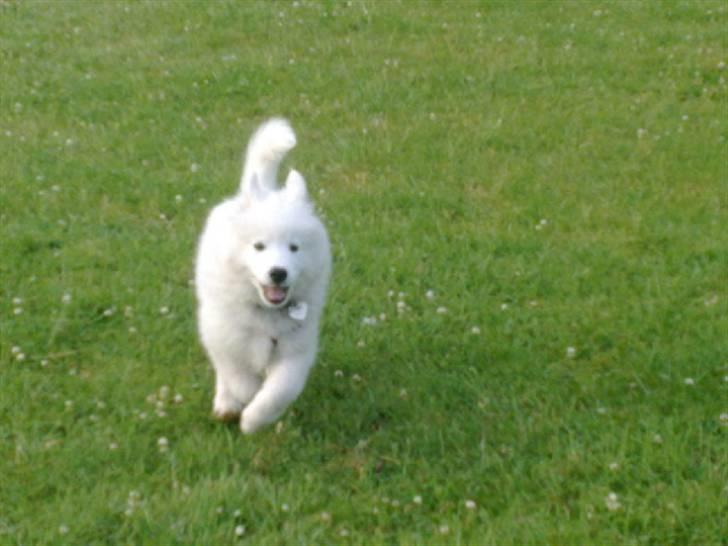 Samojedhund Samson - samson 11 uger billede 16