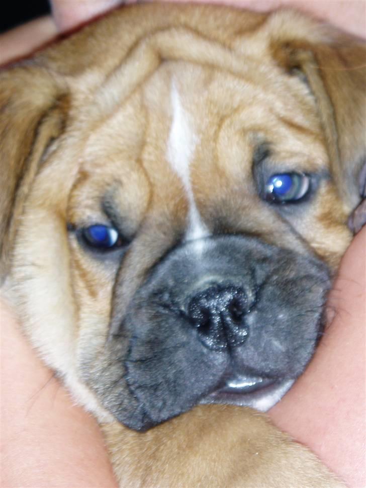 Olde english bulldogge bullgaard,s anton billede 6