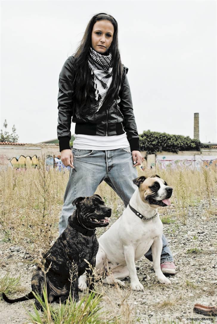 Staffordshire bull terrier otto billede 1