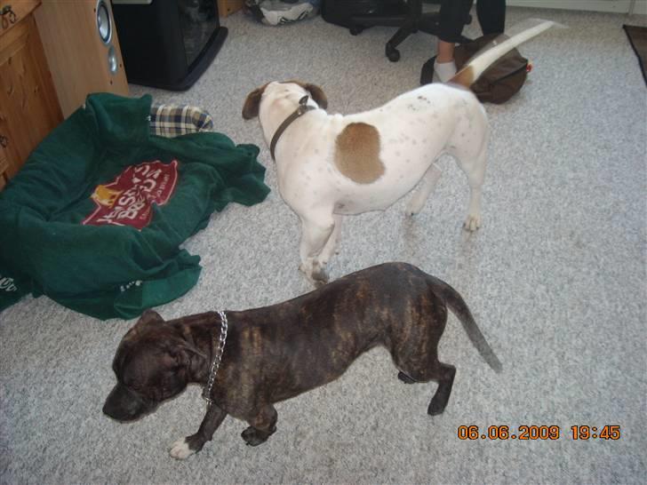 Staffordshire bull terrier otto billede 2