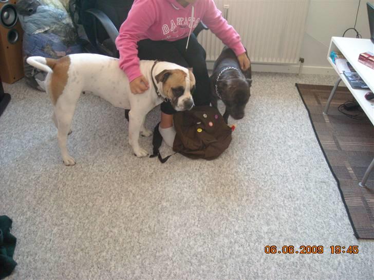 Staffordshire bull terrier otto billede 3