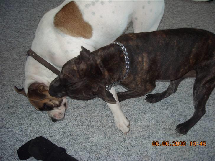 Staffordshire bull terrier otto billede 4