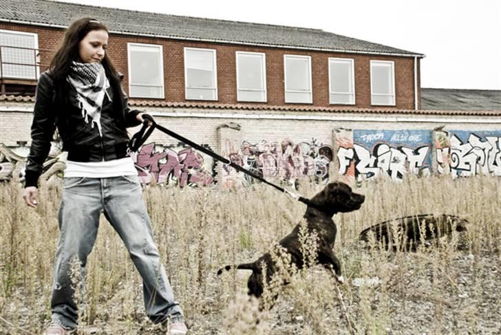 Staffordshire bull terrier otto billede 5