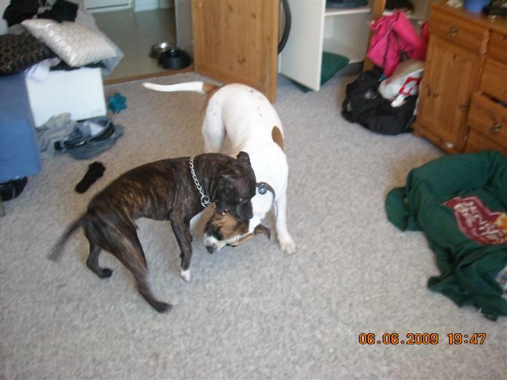 Staffordshire bull terrier otto billede 6