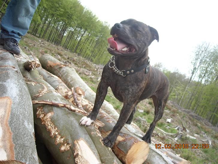 Staffordshire bull terrier otto billede 7