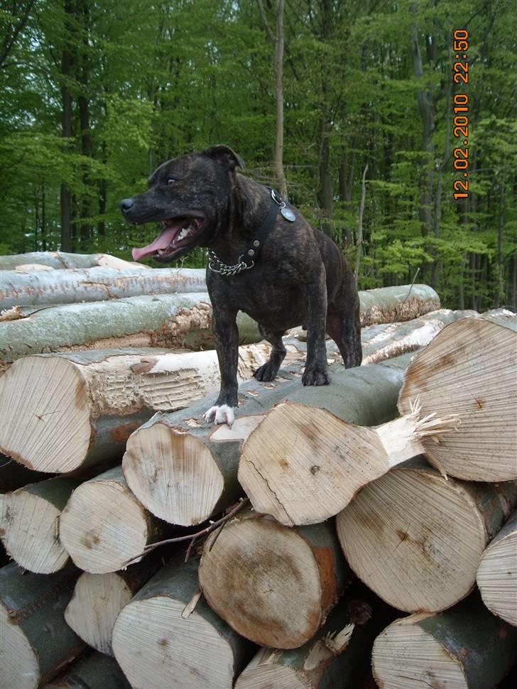 Staffordshire bull terrier otto billede 8