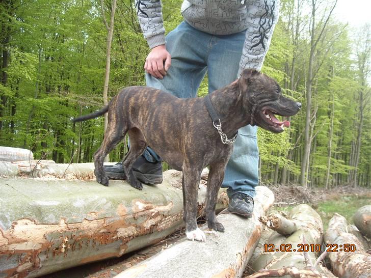 Staffordshire bull terrier otto billede 9