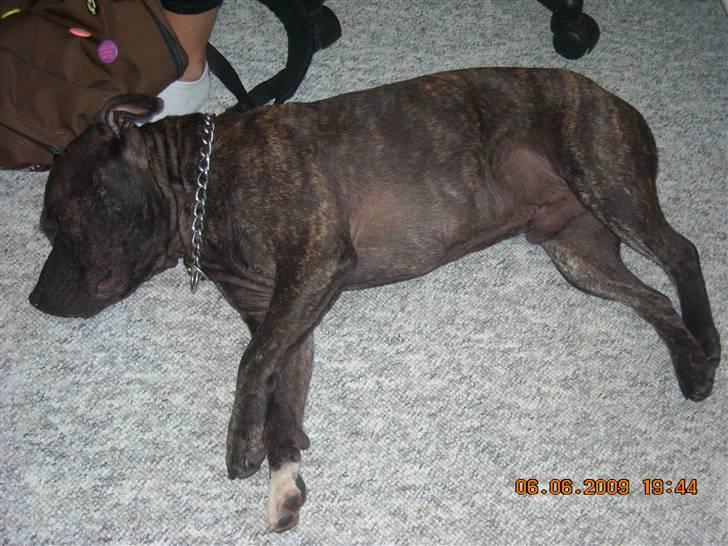 Staffordshire bull terrier otto billede 10