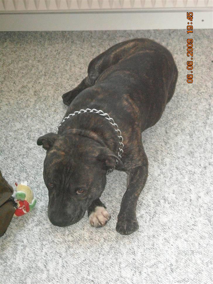 Staffordshire bull terrier otto billede 11