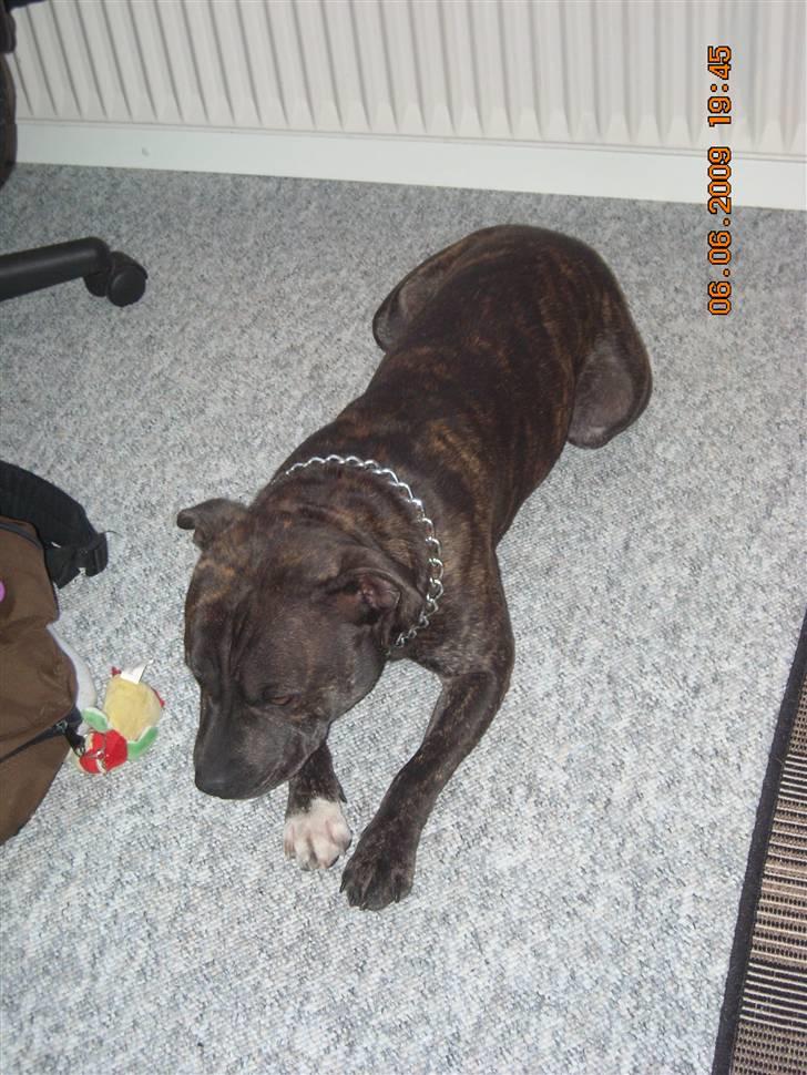 Staffordshire bull terrier otto billede 12