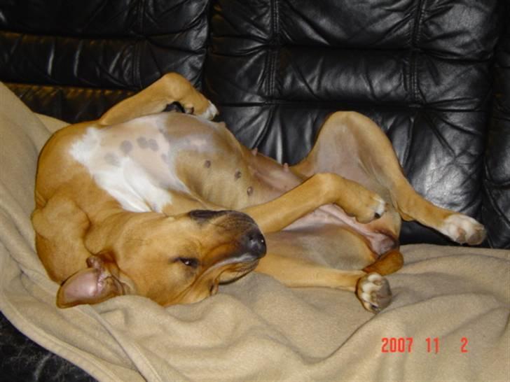 Amerikansk staffordshire terrier Zenta billede 17