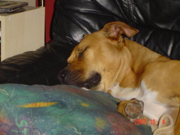 Amerikansk staffordshire terrier Zenta billede 18