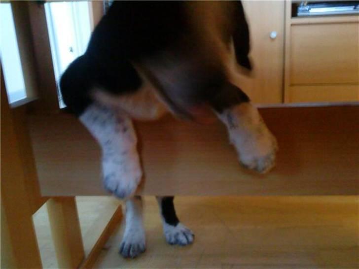 Blanding af racer Bernard billede 4