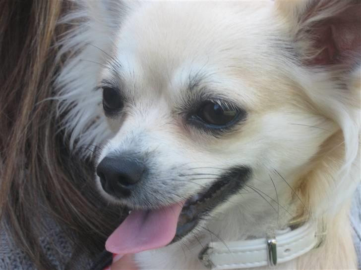 Chihuahua Mateus billede 1