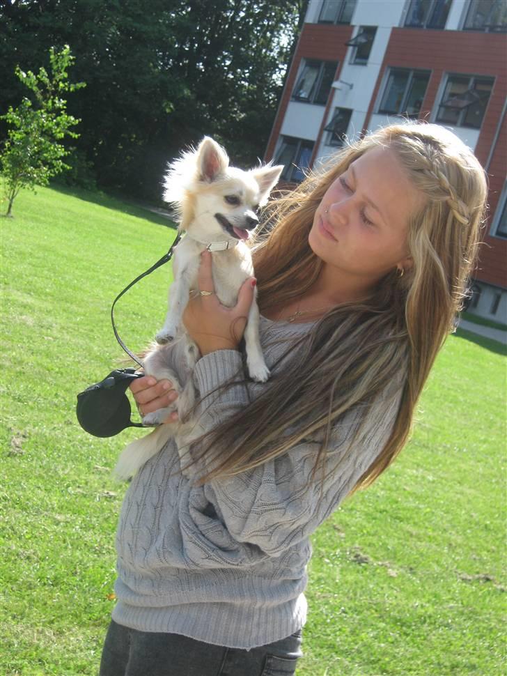 Chihuahua Mateus billede 2