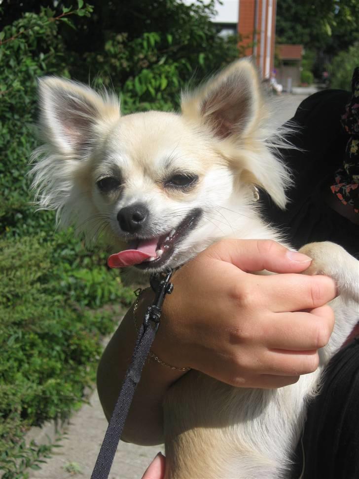 Chihuahua Mateus billede 3