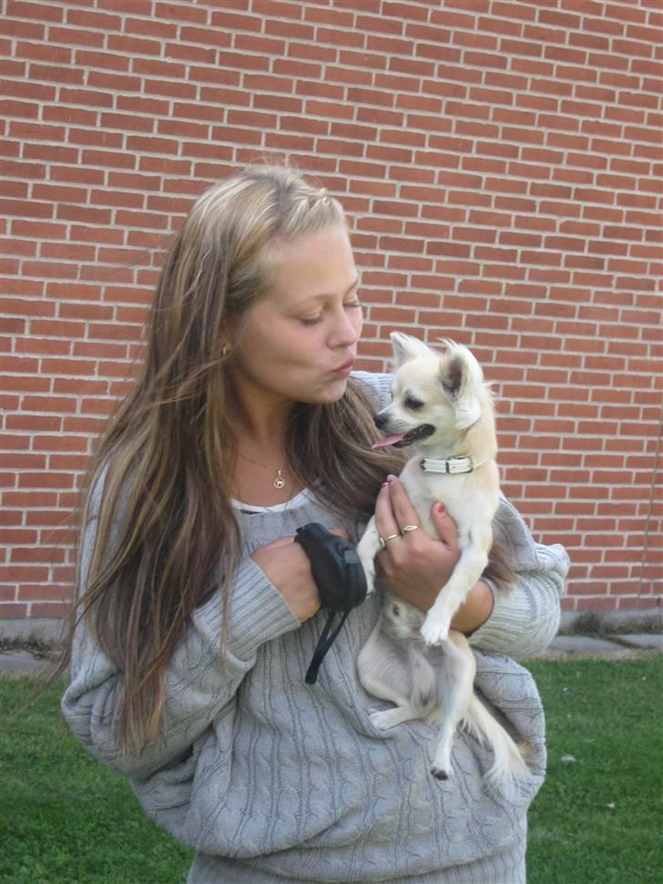 Chihuahua Mateus billede 4