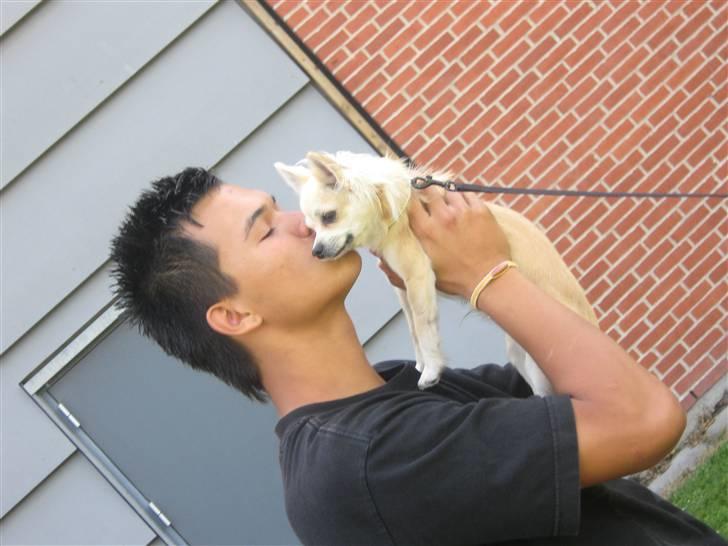 Chihuahua Mateus - mateus & far <3 billede 5