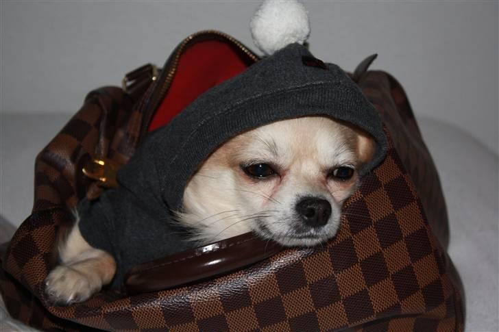 Chihuahua Mateus billede 6