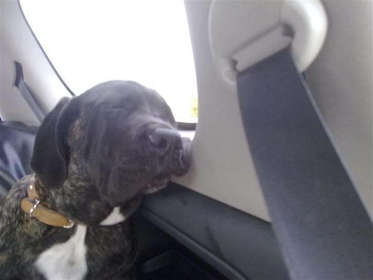 Cane corso Mojo! - ..er vi der ik snart mor...?? billede 7