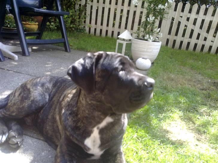 Cane corso Mojo! billede 8