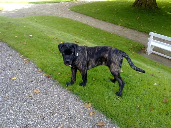 Cane corso Mojo! - 5 mån gammel billede 9
