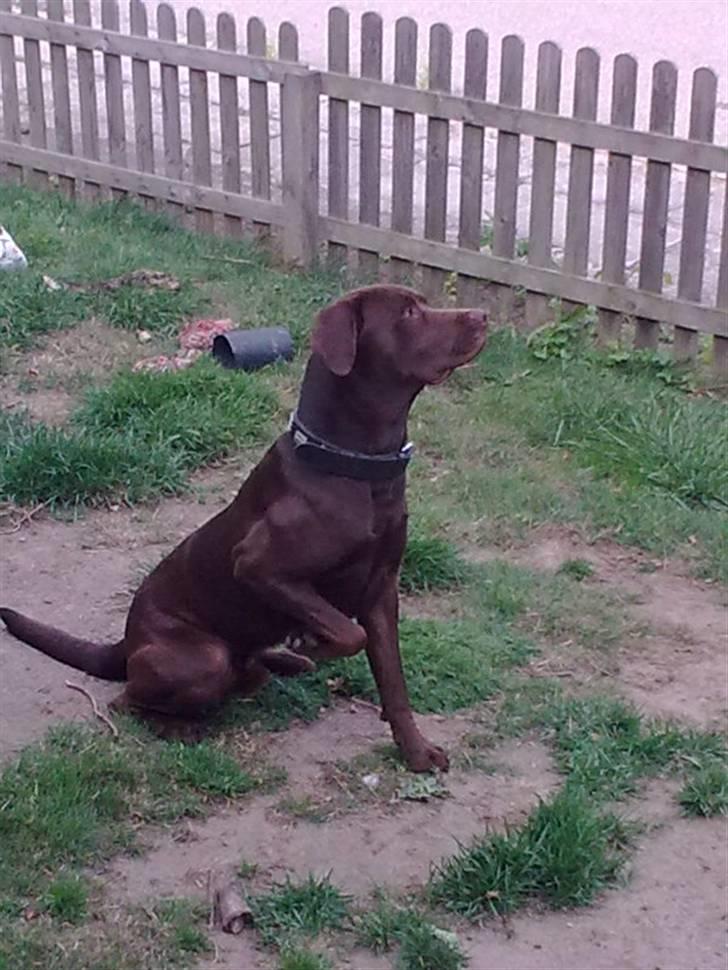 Blanding af racer bamse billede 6