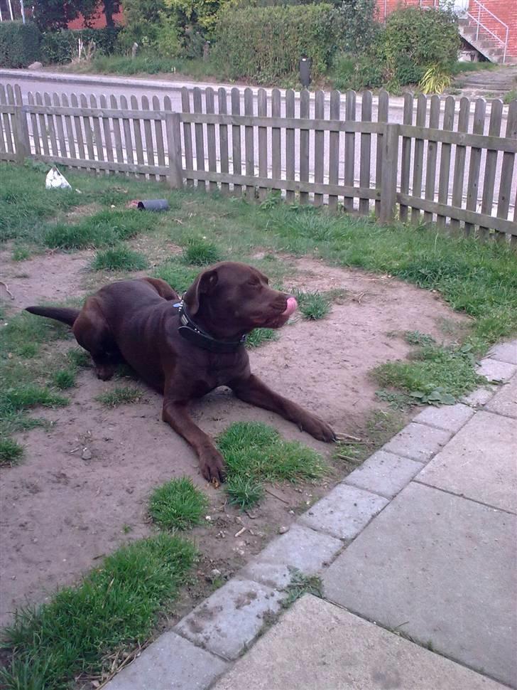 Blanding af racer bamse billede 7