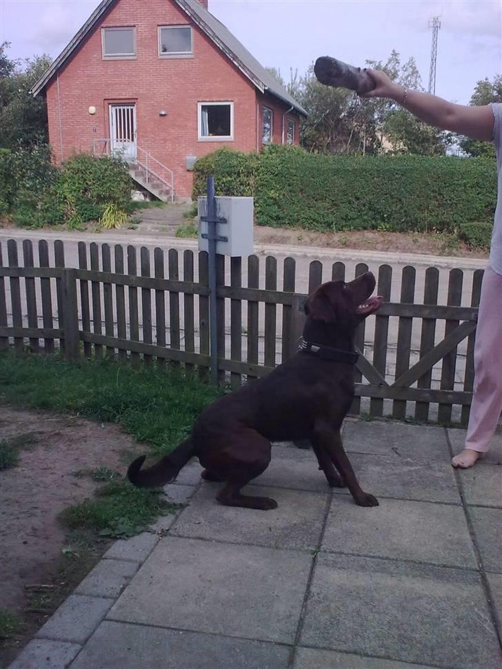 Blanding af racer bamse - Så er man blevet et år og stadig lige legesyg.. :)  billede 8