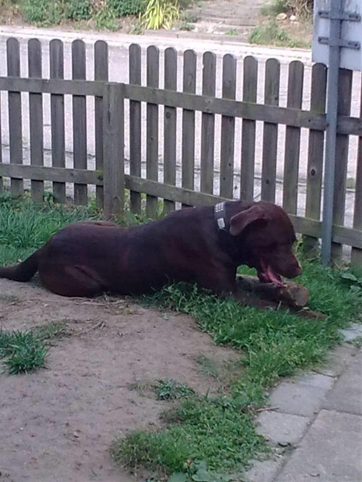 Blanding af racer bamse billede 9