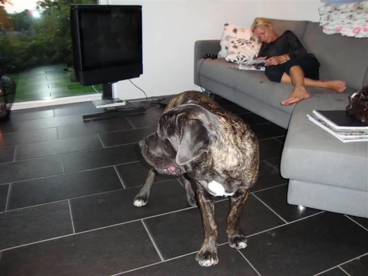 Cane corso Mojo! billede 10