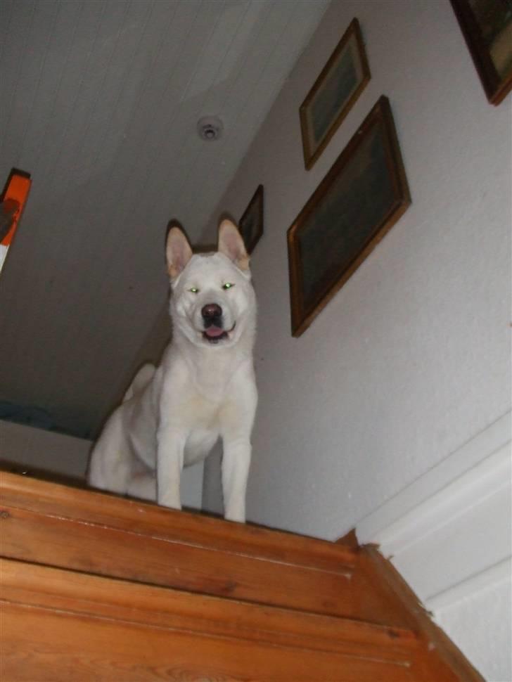 American Akita Ophelia´s best of my love - Lumi 1 år gammel, og stadig i voksealderen billede 1