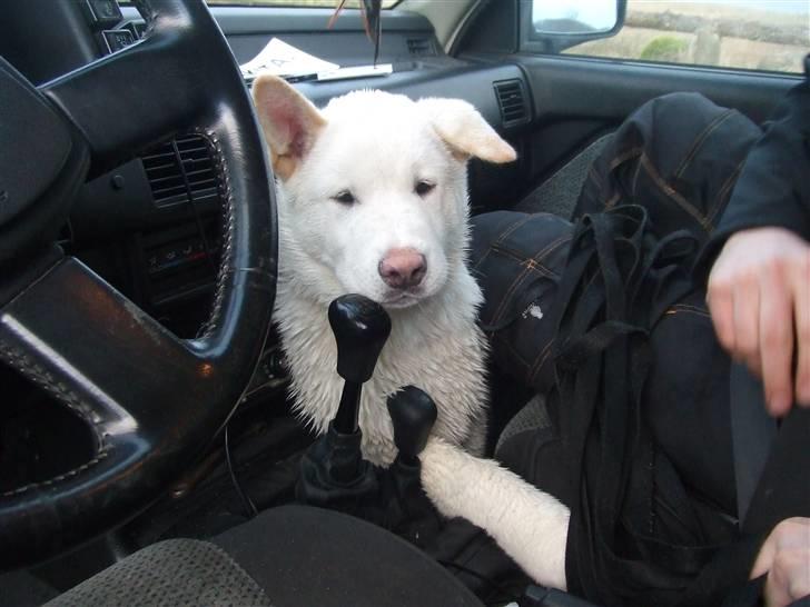 American Akita Ophelia´s best of my love - Lumi ca 5 mdr gammel mens hun stadig kunne sidde foran i bilen billede 2