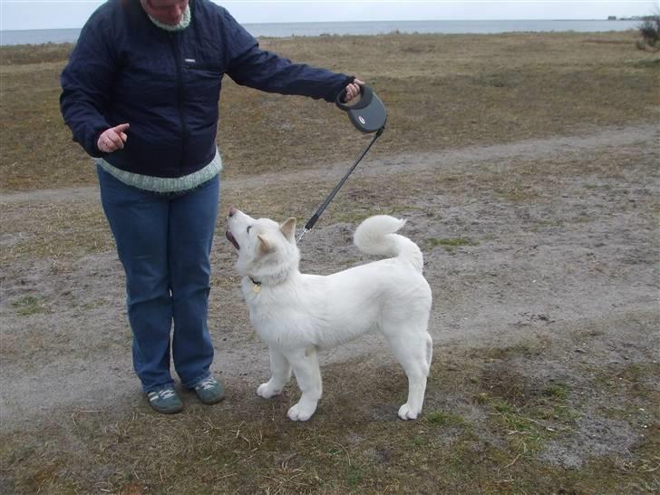 American Akita Ophelia´s best of my love - Lumi ca 5 mdr gammel, forsøger at stille op for fotografen billede 3