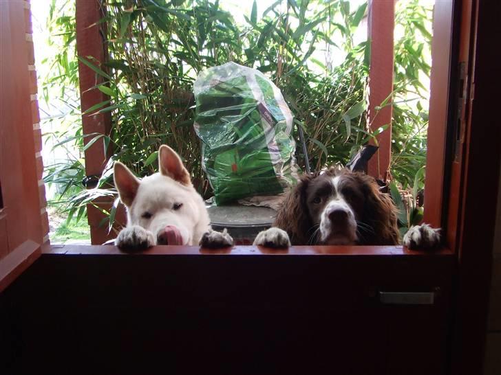 American Akita Ophelia´s best of my love - Lumi og Bølle da de var lige store billede 4