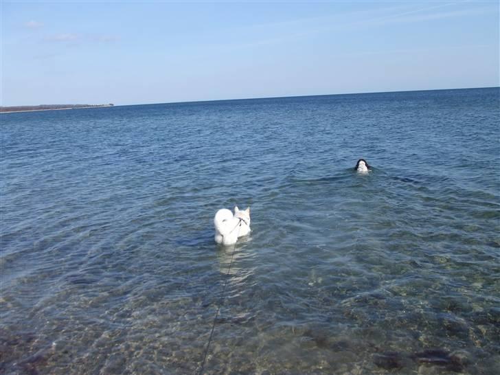 American Akita Ophelia´s best of my love - Lumi forsøger at følge Bølle, men det er jo vådt det der  billede 5