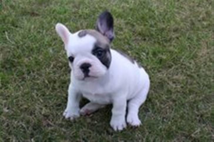 Fransk bulldog Fithian's Na'omiy (Wilma) - Elsker græs... billede 1