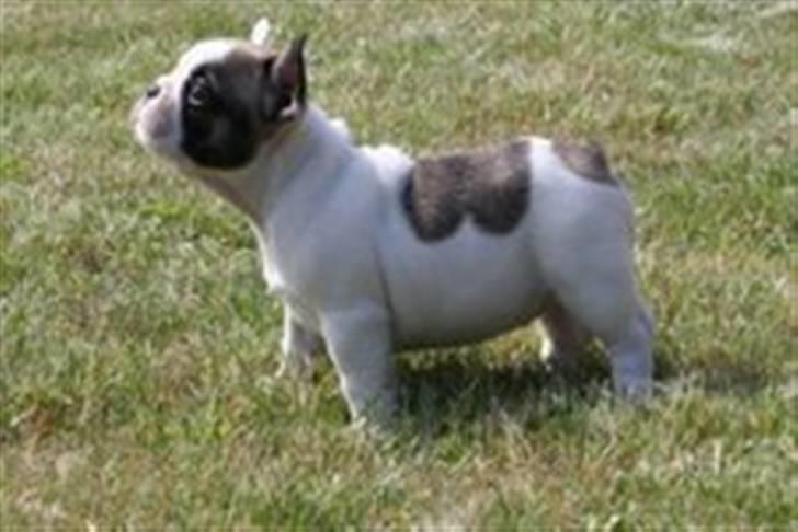 Fransk bulldog Fithian's Na'omiy (Wilma) - Fin udstillingshund...;0) billede 2