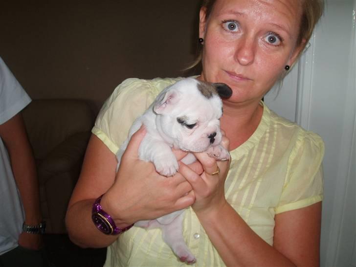 Fransk bulldog Fithian's Na'omiy (Wilma) billede 3