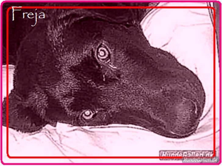 Labrador retriever freja R.I.P. mors pige billede 17