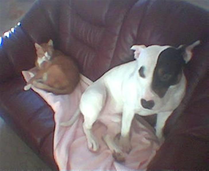 Blanding af racer Keno - ...Chang & Keno, hans gode gamle ven! (R.I.P Chang) billede 16