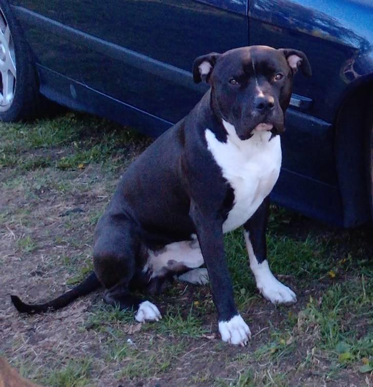 Amerikansk staffordshire terrier Chicco billede 3